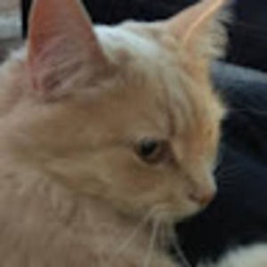 Meet your Posher, Renée